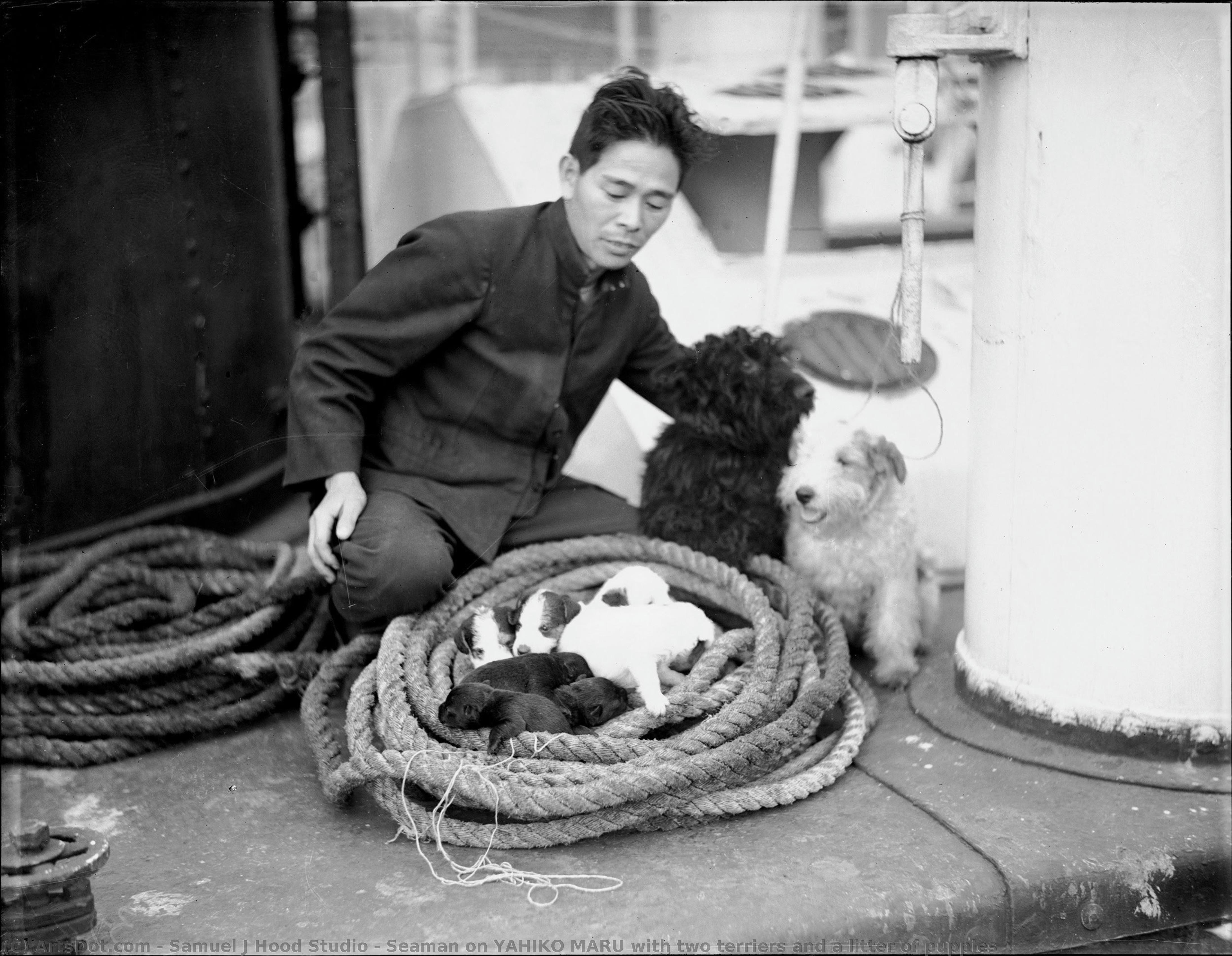 Seaman On Yahiko Maru With Two Terriers And A Litter Of Puppies — Samuel J Hood Studio
