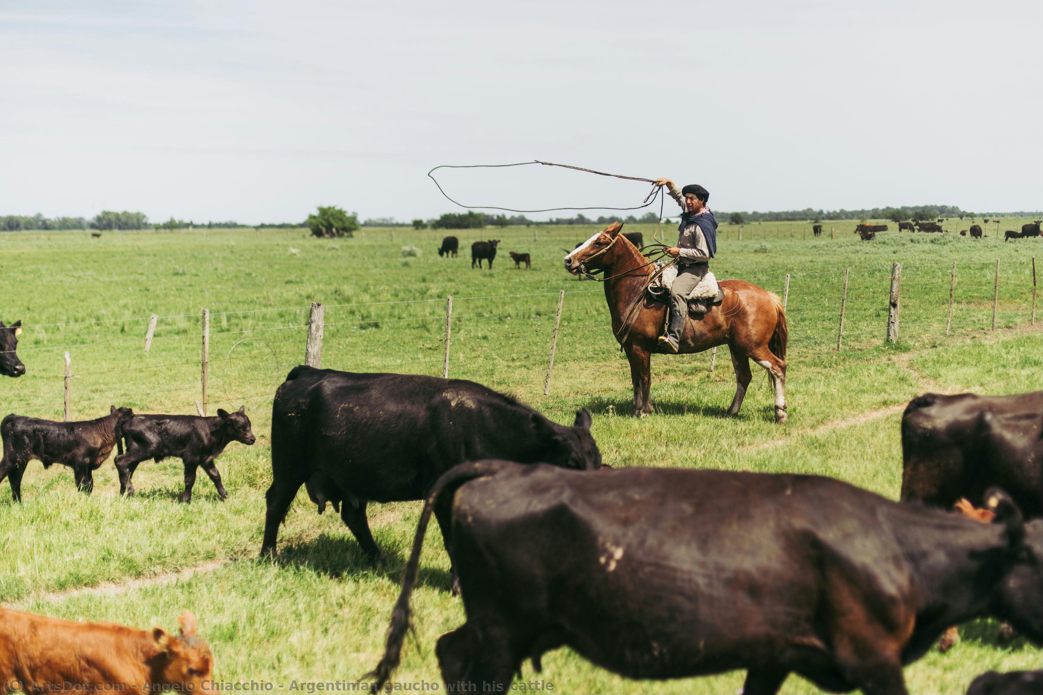 Argentinian Gaucho With His Cattle — Angelo Chiacchio