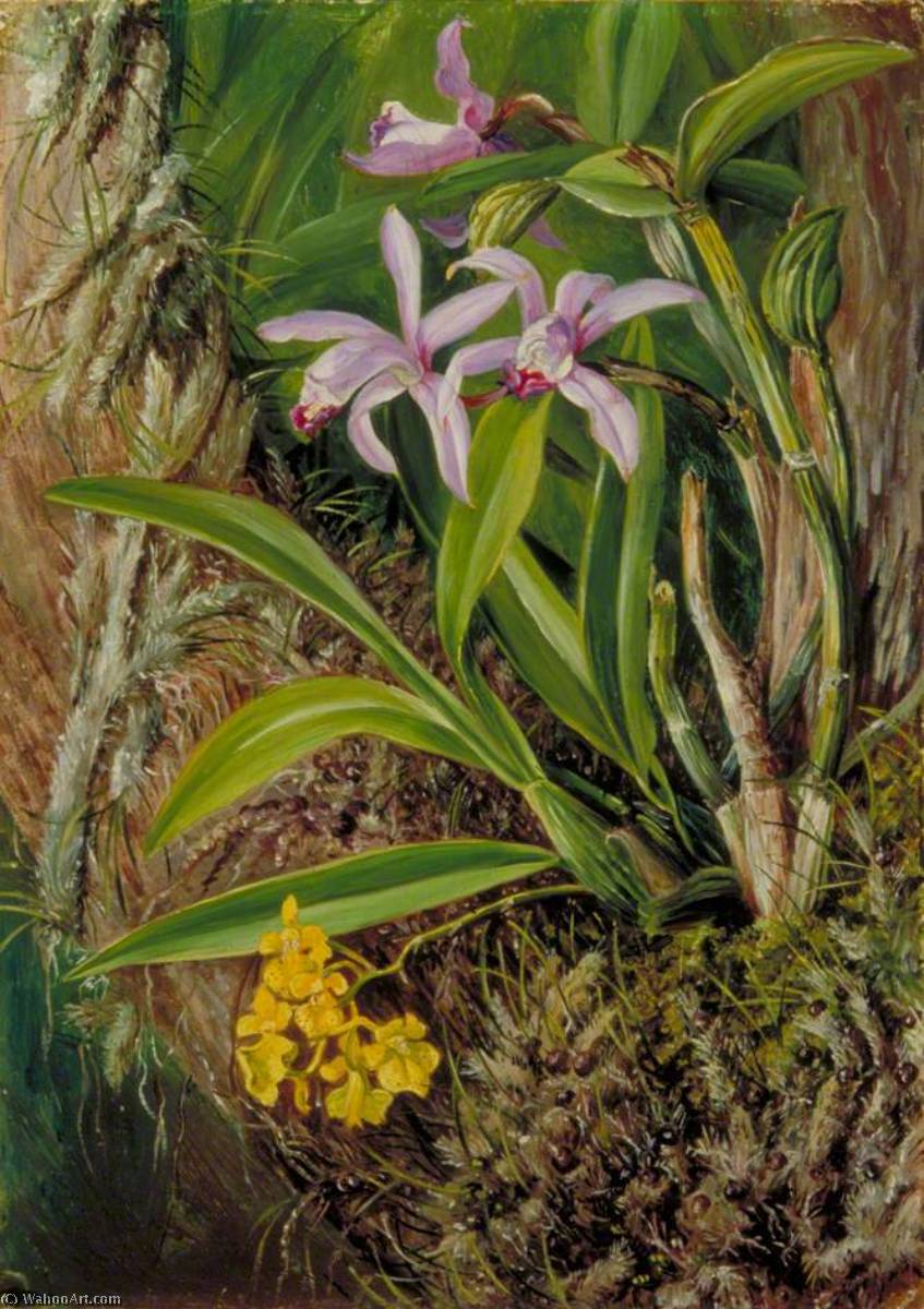 Brazilian Orchids And Other Epiphytes — Marianne North