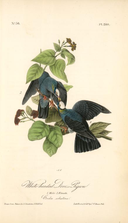 White-headed Dove, Or Pigeon. 1. Male. 2. Female. — John James Audubon
