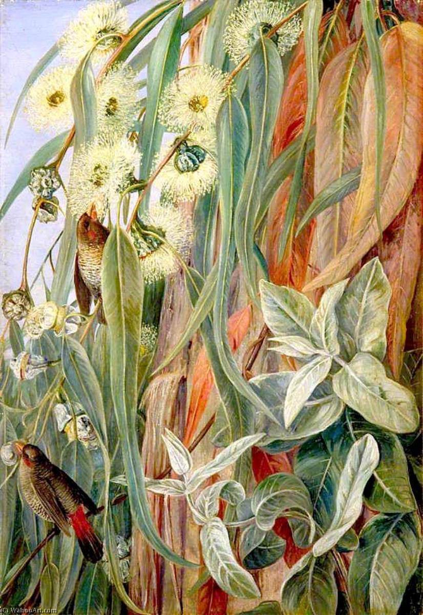Foliage And Flowers Of The Blue Gum, And Diamond Birds, Tasmania — Marianne North