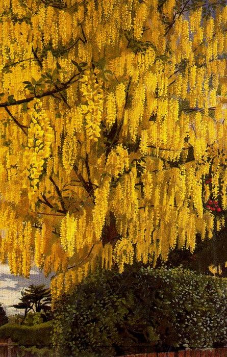 Laburnum — Sir Stanley Spencer