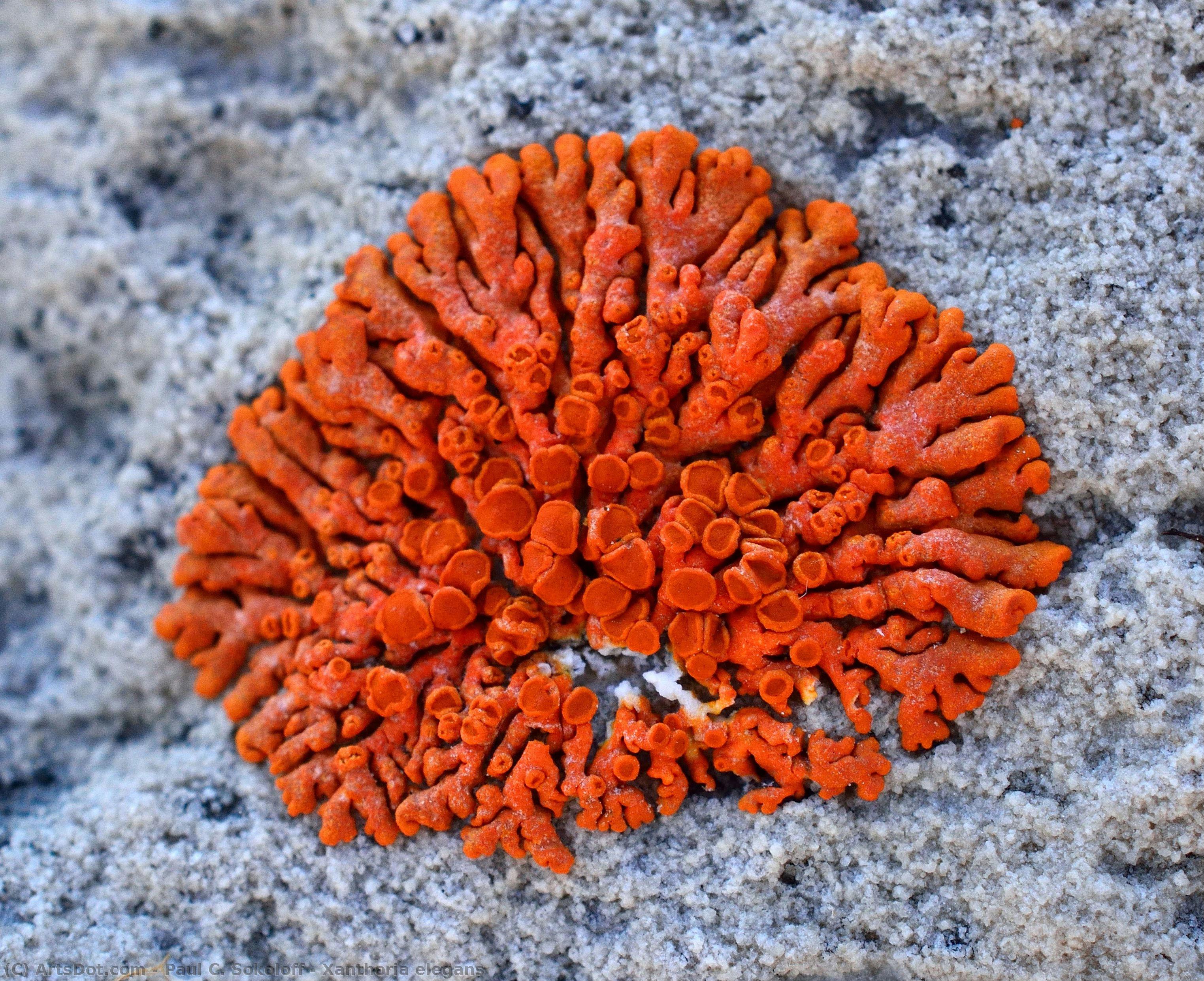 Xanthoria Elegans — Paul C. Sokoloff