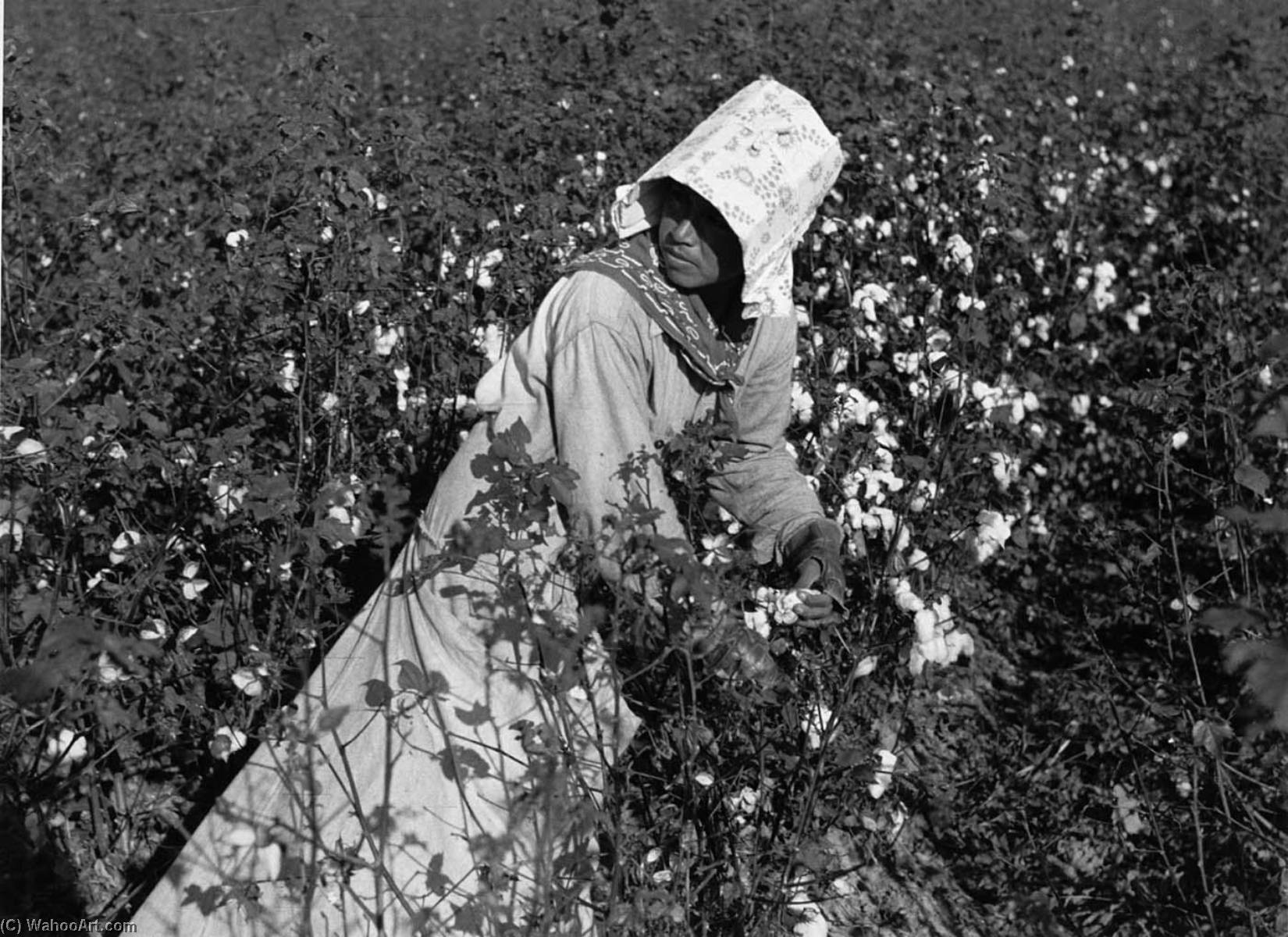 Mexican Woman, Seasonal Labor Contracted For By Planters, Picking Cotton On Knowlton Plantation, Perthshire, Mississippi Delta, Mississippi — Marion Post Wolcott