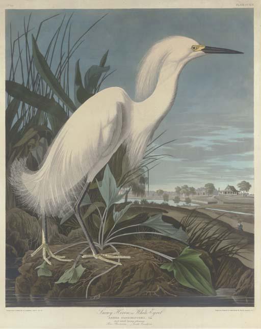 Snowy Heron, Or White Egret — Robert Havell