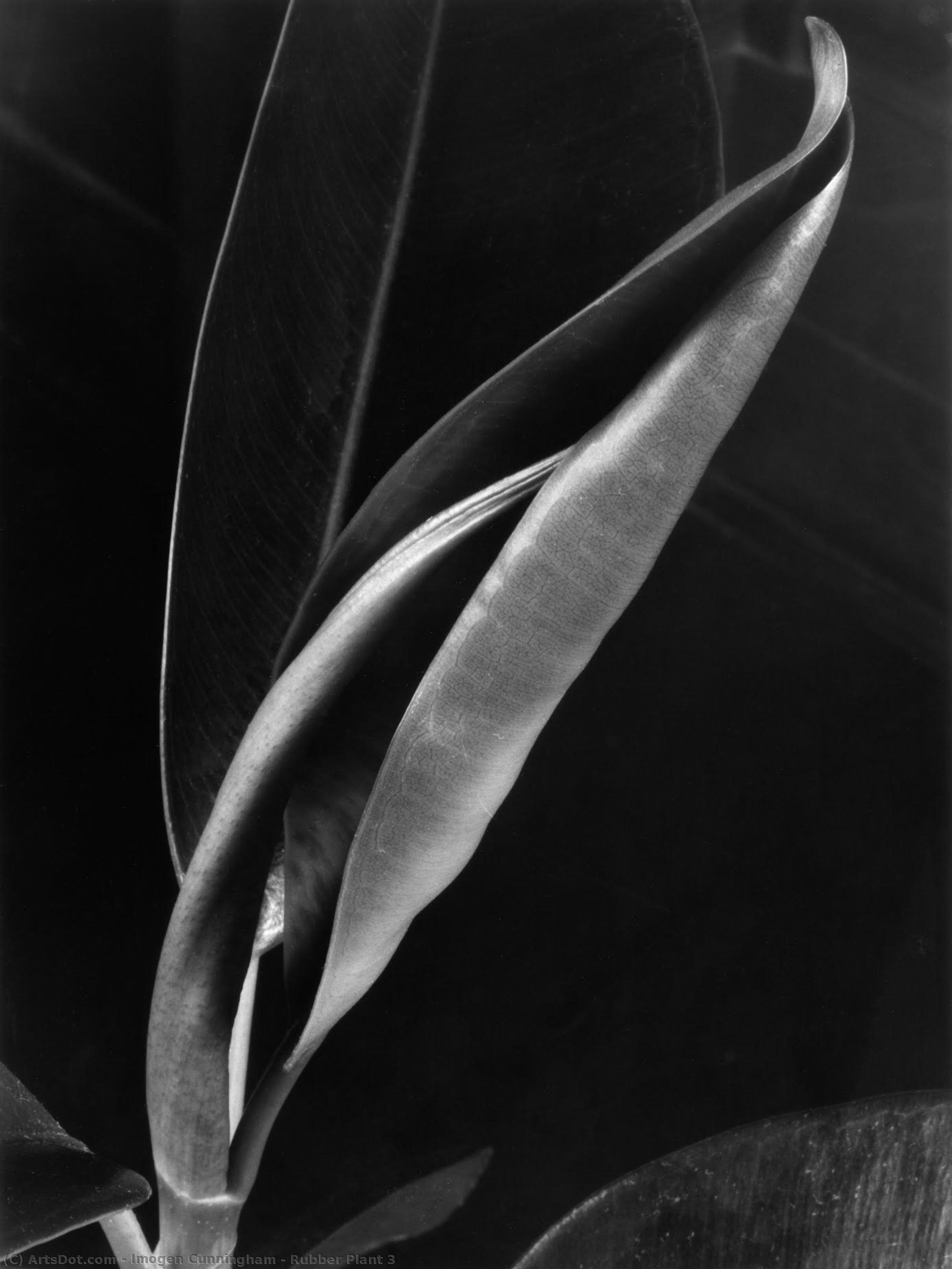 Rubber Plant 3 — Imogen Cunningham