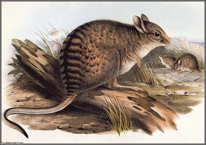 Banded Hare - Wallaby — Иоанн Гуль