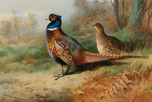 A Cock And Hen Pheasant In A Clearing — Archibald Thorburn