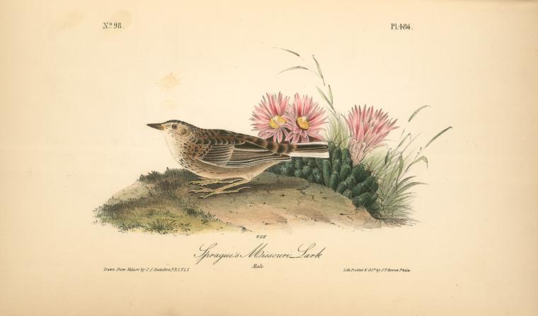 Sprague's Missouri Lark. Male — John James Audubon