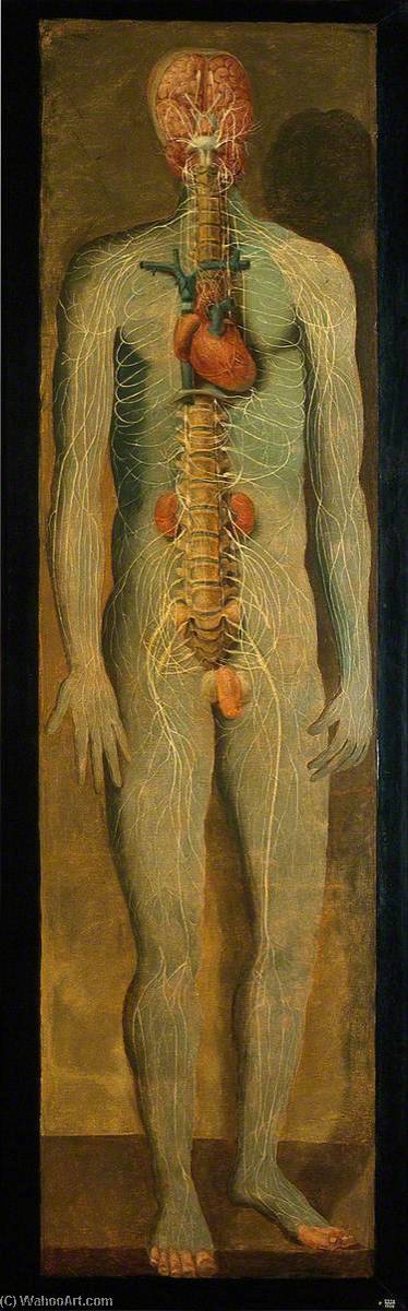 A Standing Figure Showing The Vertebral Column, Nerves, Kidneys, Heart And Brain — Jacques Fabien Gautier Dagoty