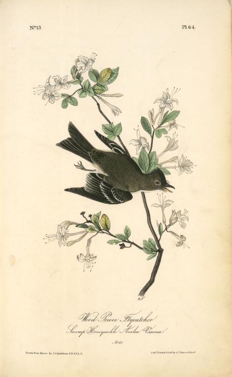 Wood Pewee Flycatcher. Male. (swamp Honeysuckle. Azalea Viscosa) — John James Audubon