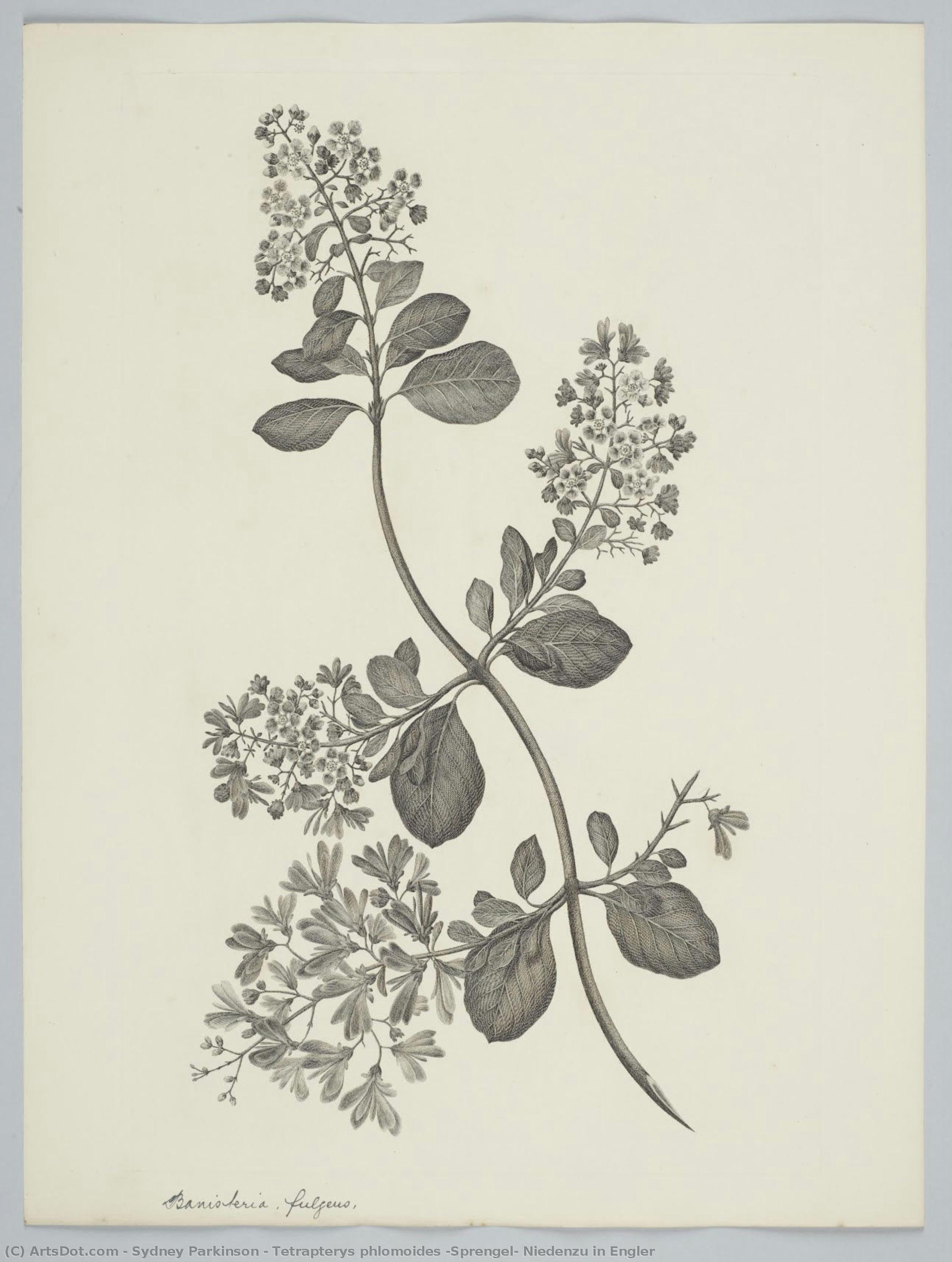 Tetrapterys Phlomoides (sprengel) Niedenzu In Engler — Sydney Parkinson