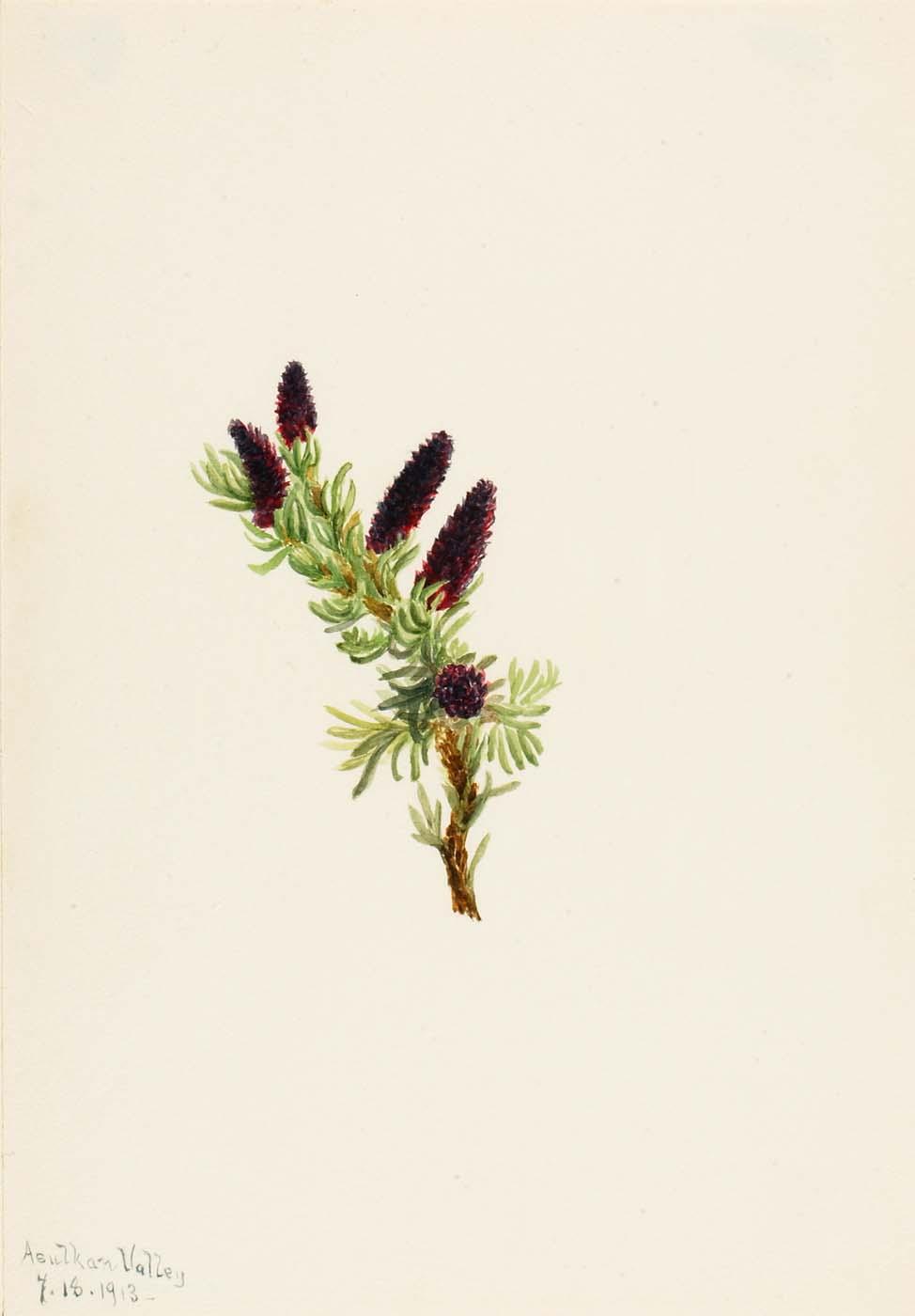 Picea Engelmanni — Mary Morris Vaux Walcott