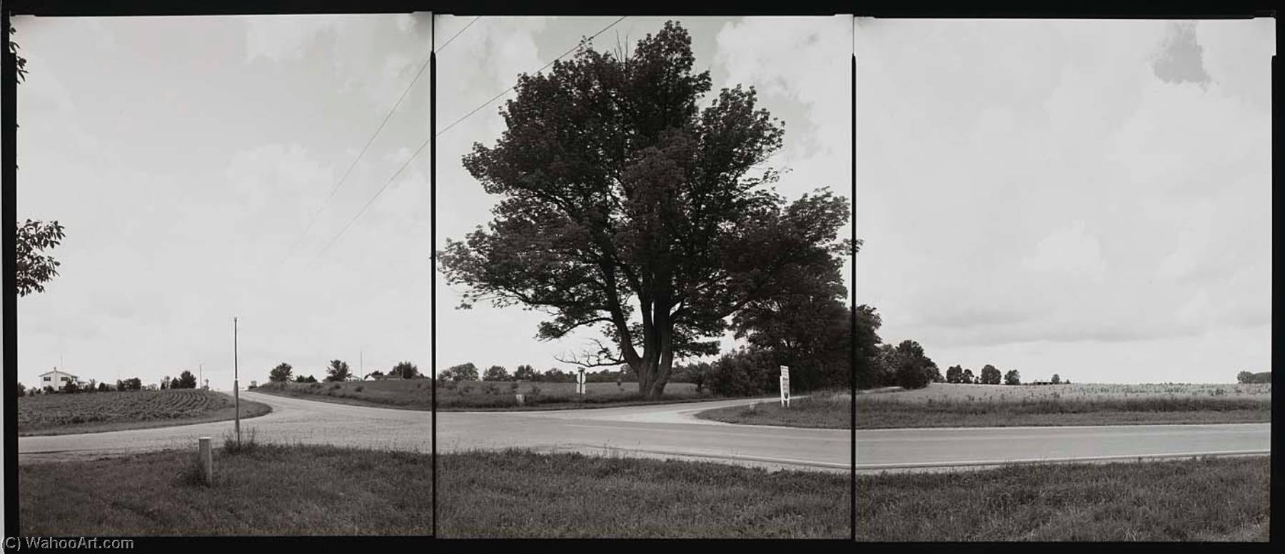 National Champion Green Ash, Michigan, 1992 — Barbara Bosworth