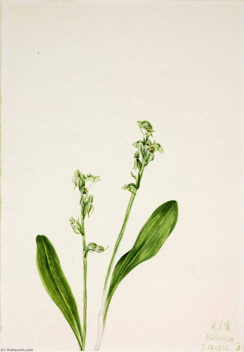 One Leaf Bog Orchid (habenaria Obtusata) — Mary Vaux Walcott