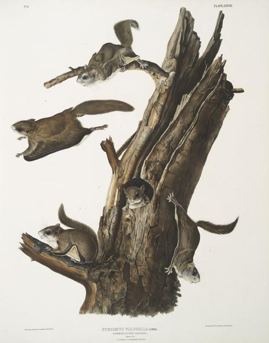 Pteromys Volucella, Common Flying Squirrel. Natural Size. 1. 2. Males, 3. 4. Females, 5. Young — John James Audubon