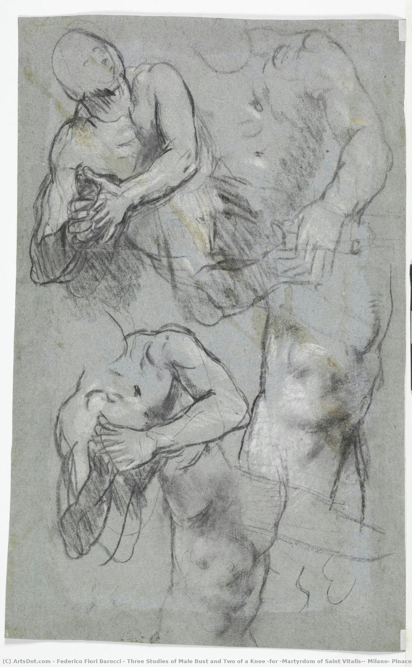 Three Studies Of Male Bust And Two Of A Knee (for “martyrdom Of Saint Vitalis”, Milano, Pinacoteca Di Brera) — Federico Fiori Barocci