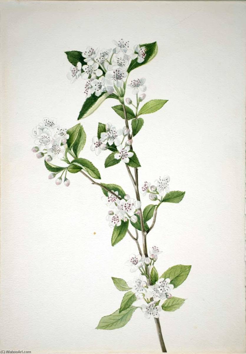Red Chokeberry (aronia Arbutifolia) — Mary Vaux Walcott