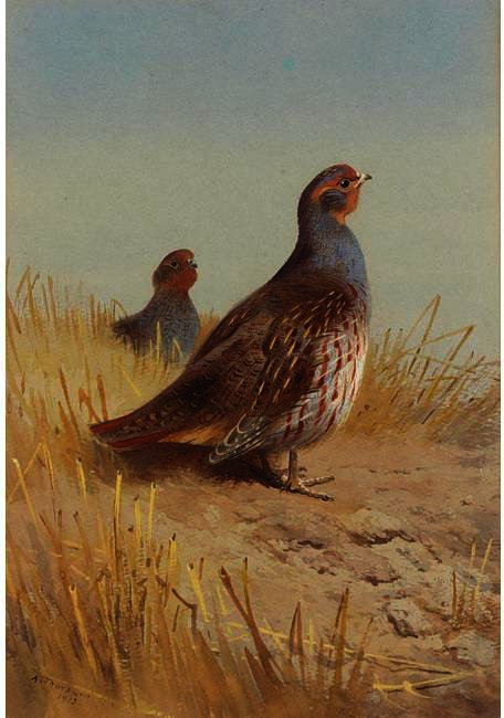 A Pair Of English Partridges — Archibald Thorburn