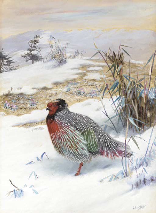 Blood Pheasant In The Snow — George Edward Lodge