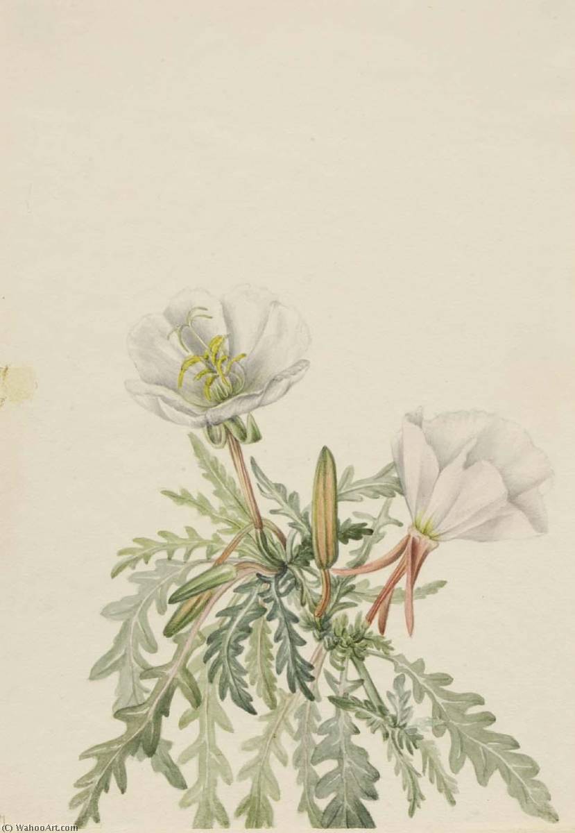 White Dawnrose (pachyloplus Marginatus) — Mary Vaux Walcott