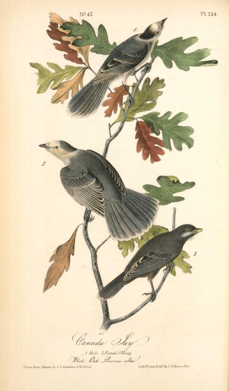 Canada Jay. 1. Male. 2. Female. 3. Young. (white Oak. Quercus Alba.) — John James Audubon