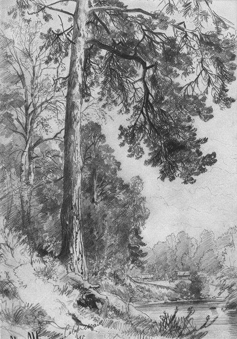 Forest River. Siverskaya — Ivan Ivanovich Shishkin