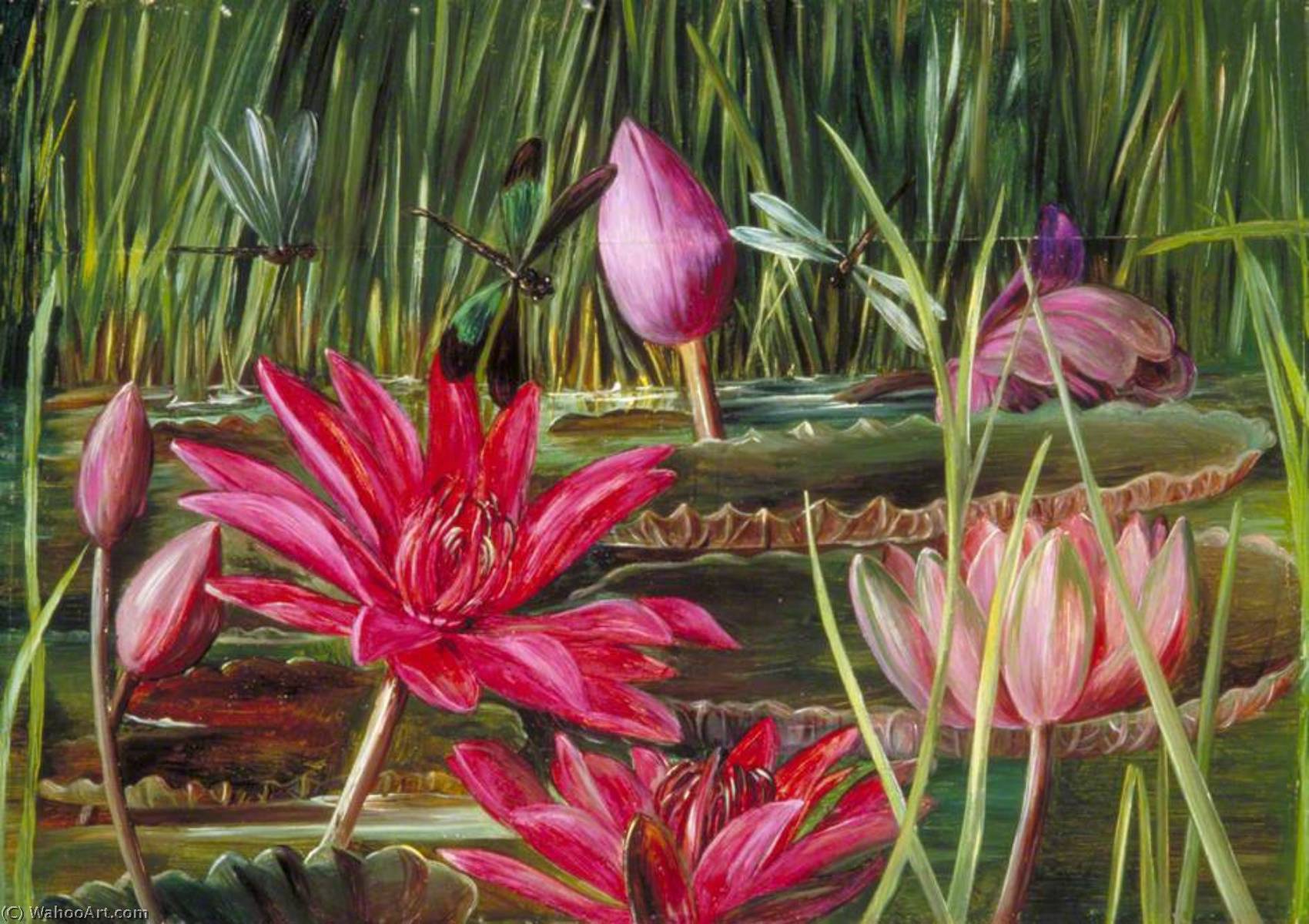 Rote Seerose Aus Südindien — Marianne North