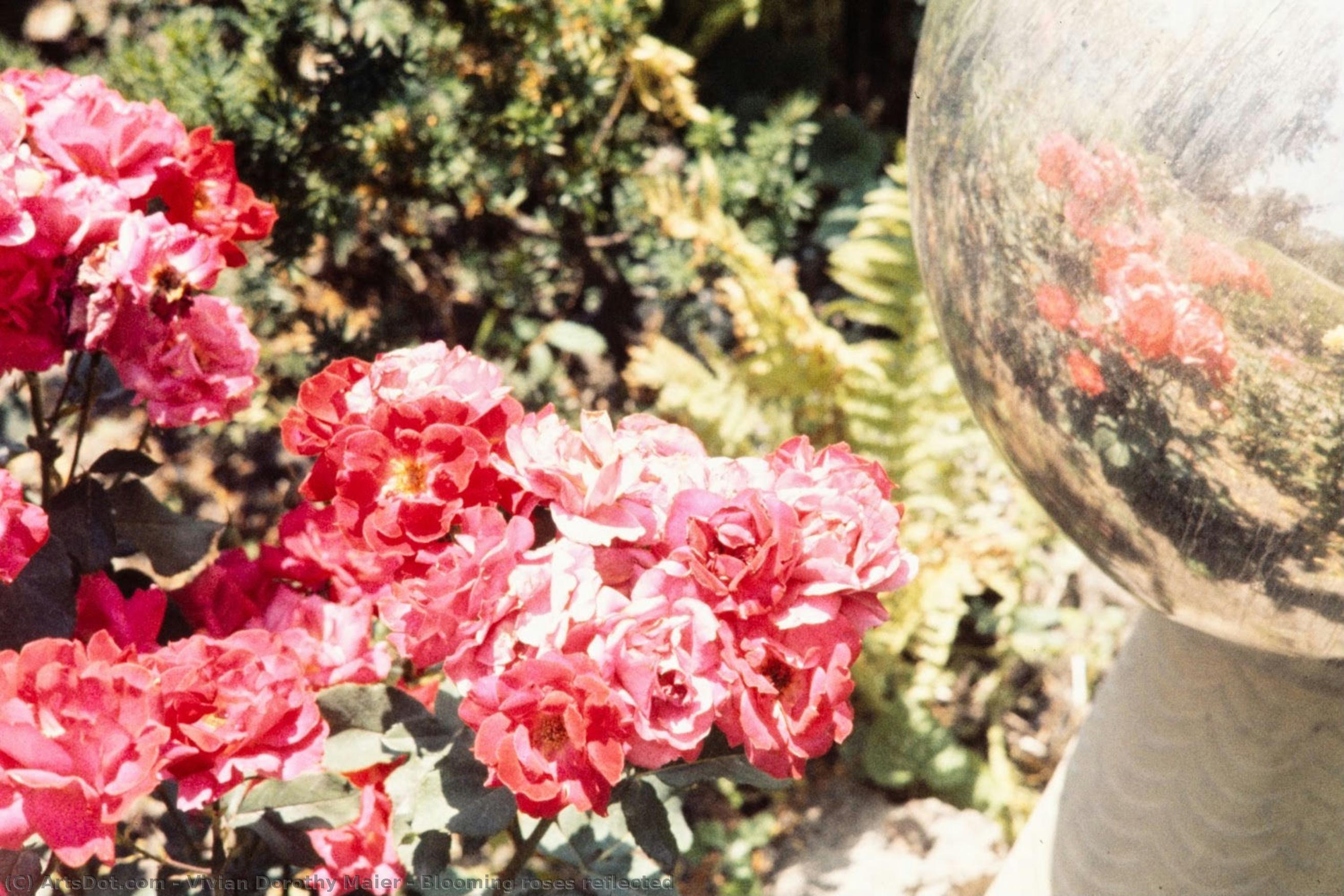 Blooming Roses Reflected — Vivian Maier