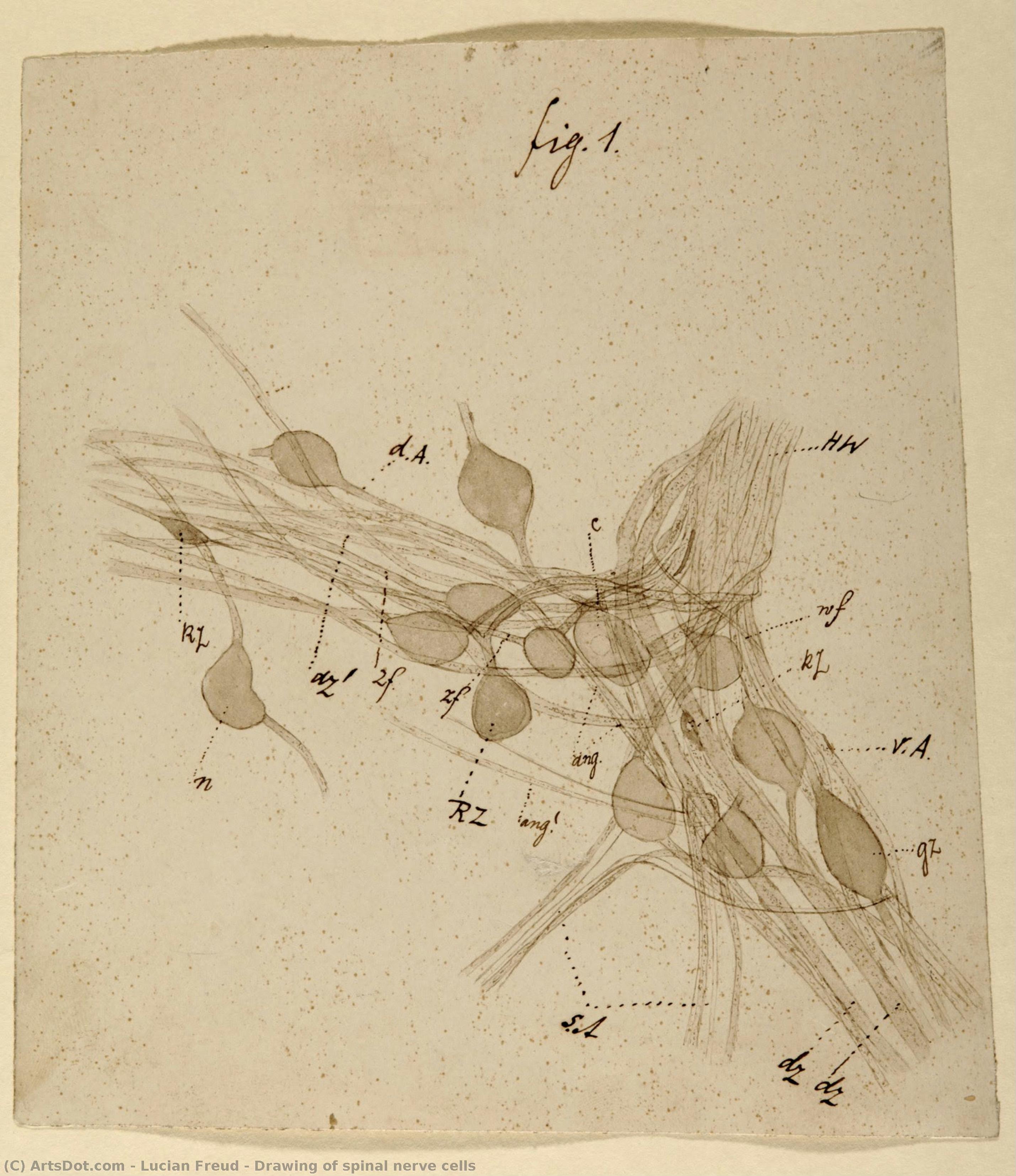 Drawing Of Spinal Nerve Cells — リュシアン・フロイド