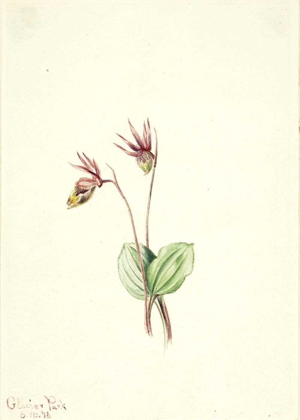 Calypso (cytherea Bulbosa) — Mary Vaux Walcott