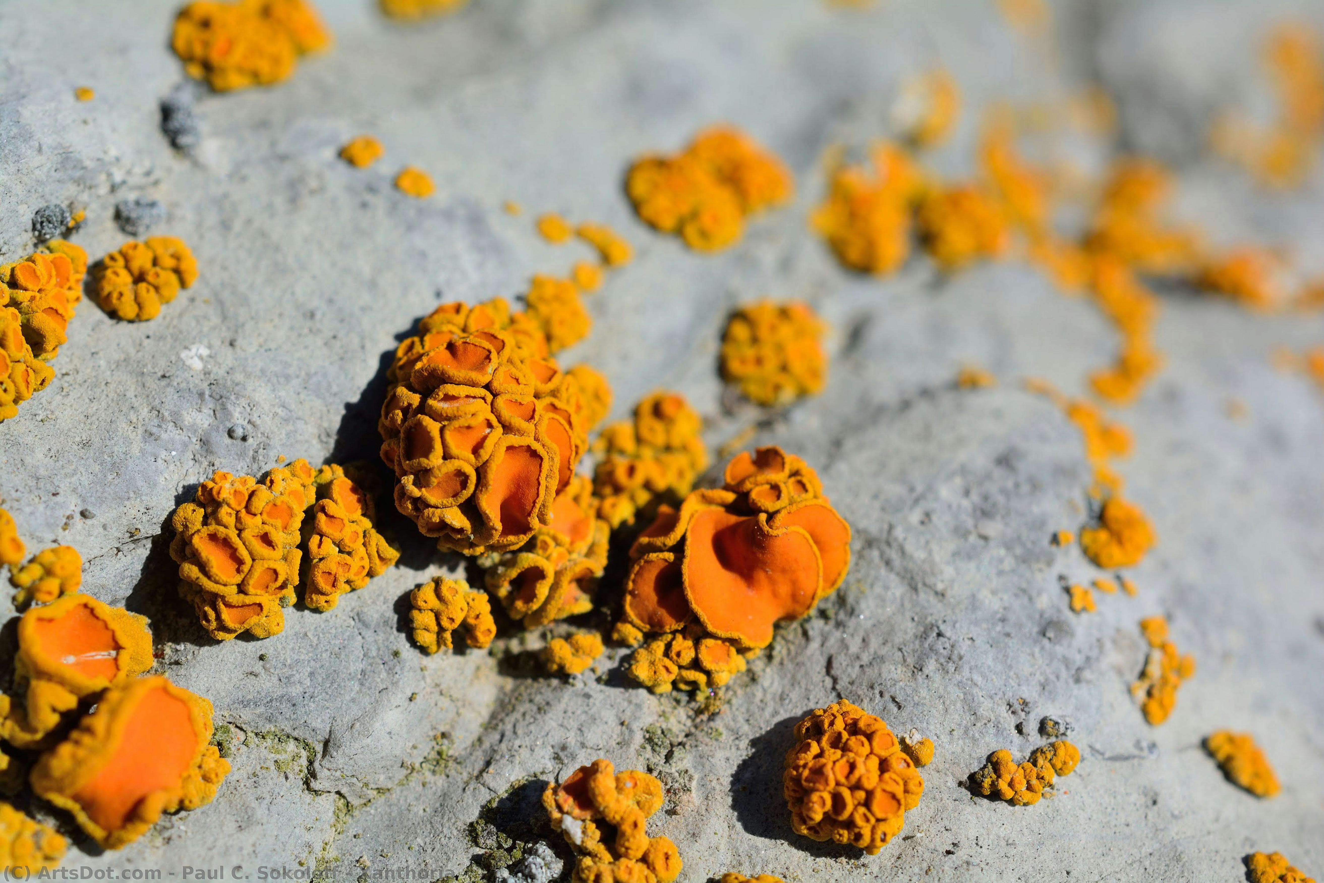 Xanthoria — Paul C. Sokoloff