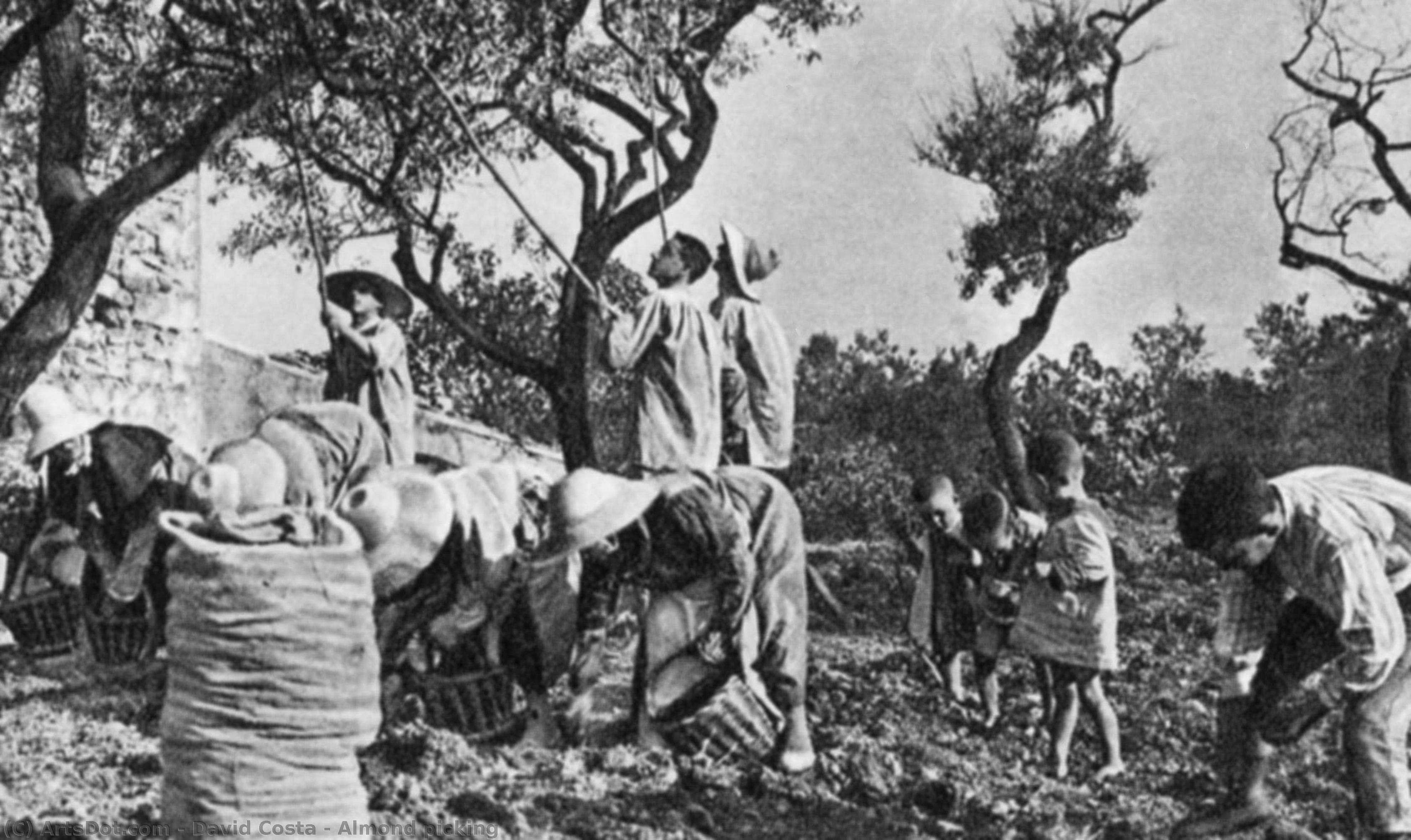 Almond Picking — David Costa