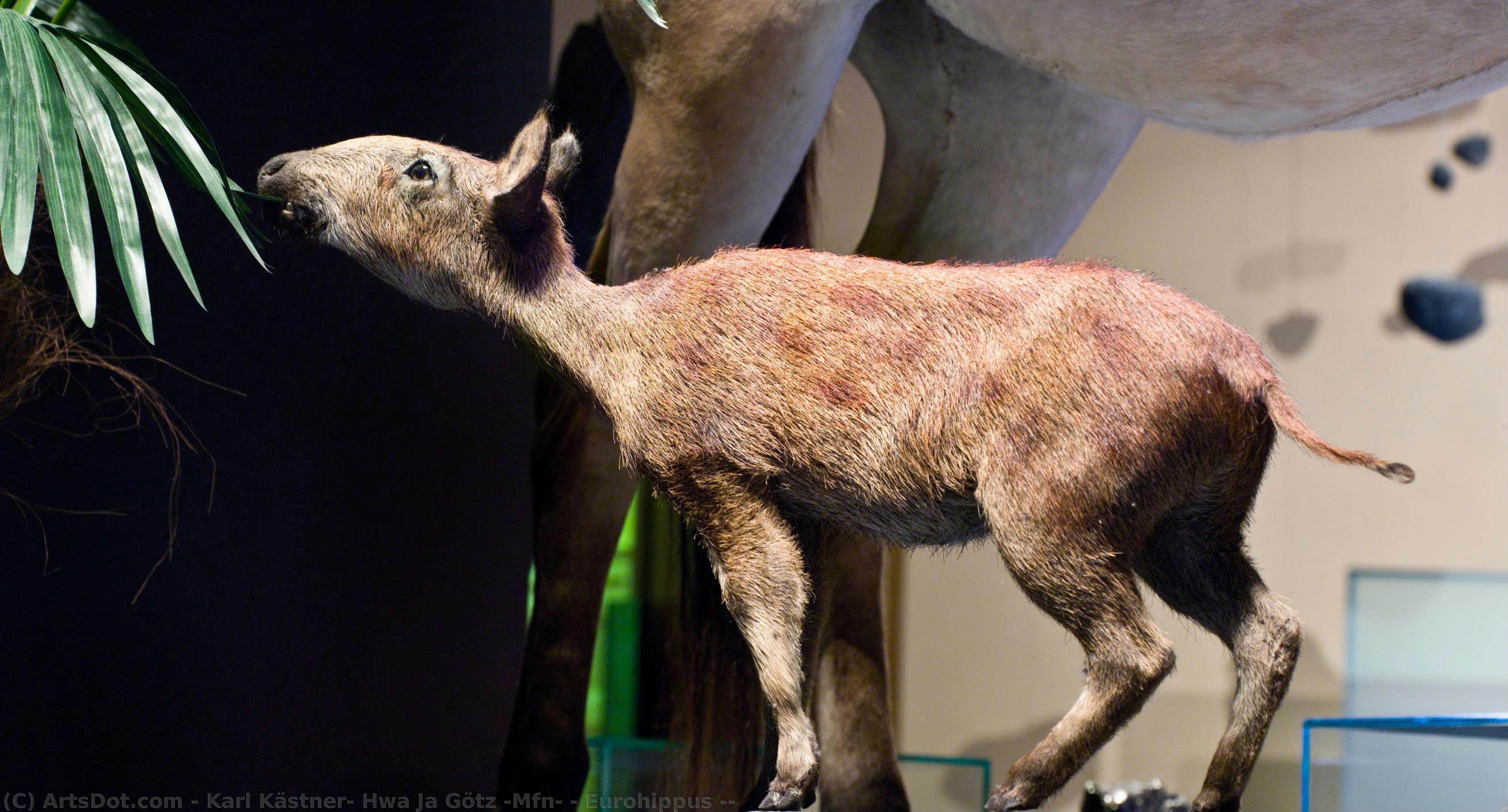 Eurohippus ( — Karl Kästner, Hwa Ja Götz (mfn)