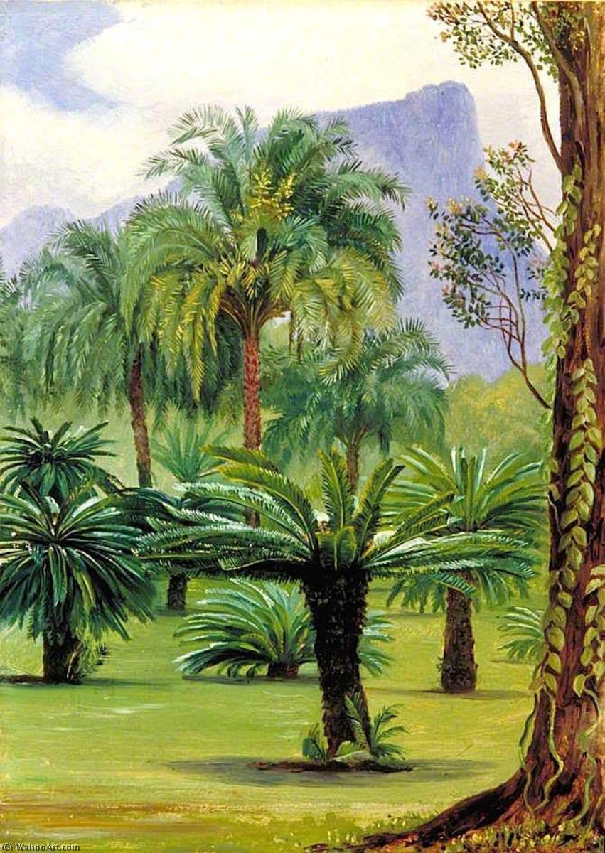 Group Of Sago Yielding Cycads In The Botanic Garden At Rio Janeiro — Marianne North