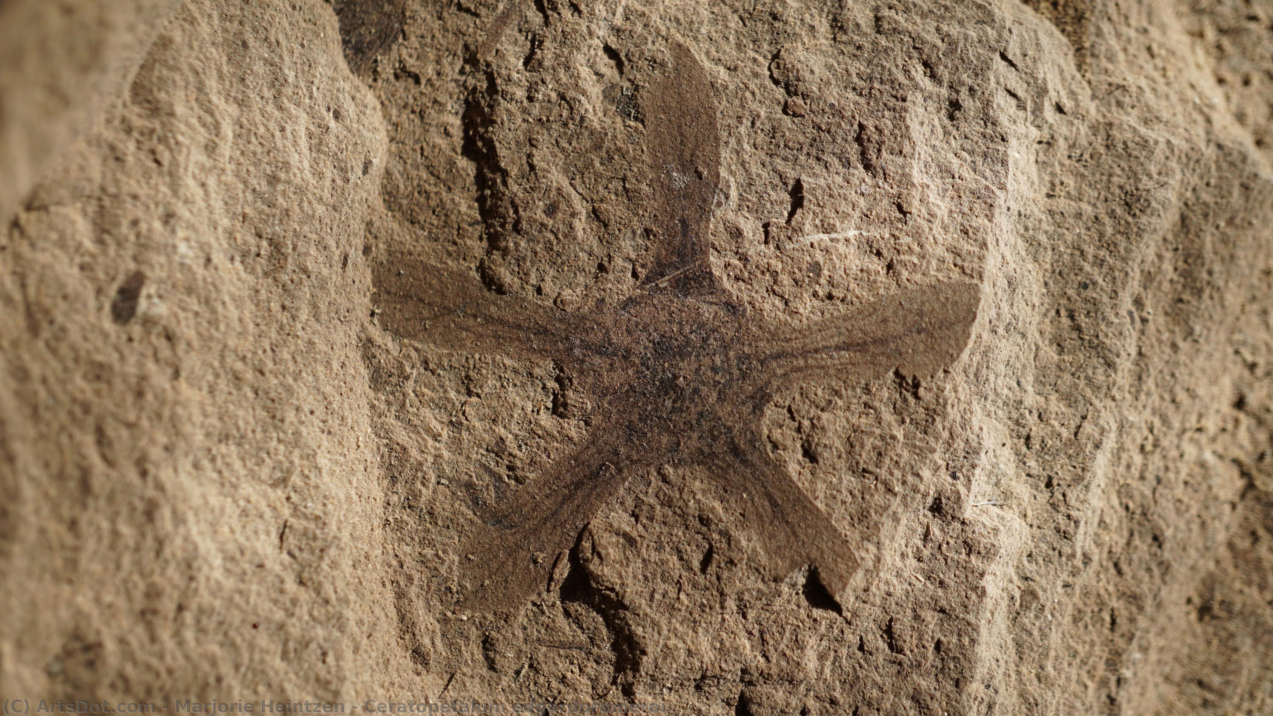 Ceratopetalum Edgardoromeroi — Marjorie Heintzen