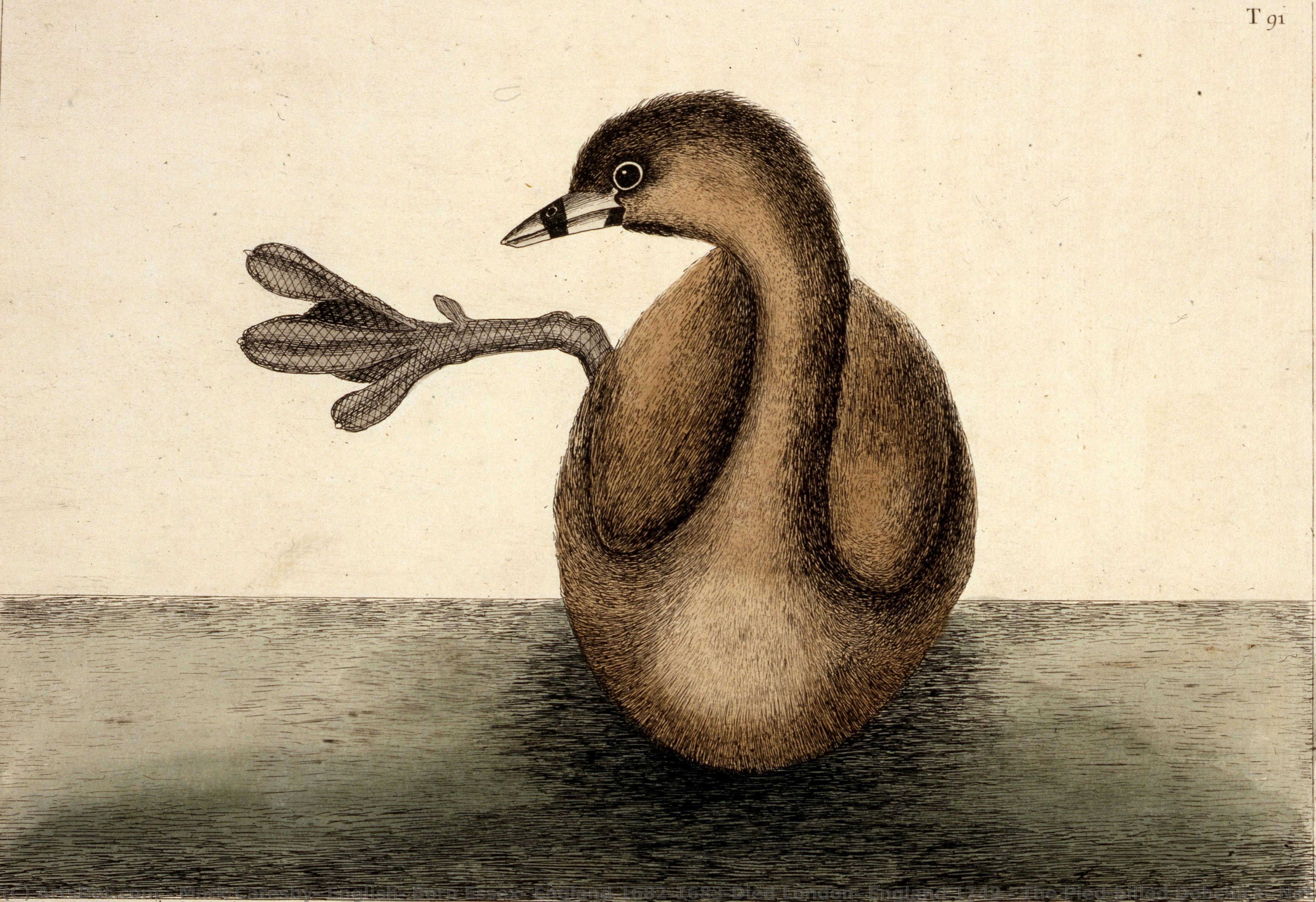 The Pied-billed Dobchick, Natural History Of Carolina, Florida And The Bahama Islands — Mark Catesby