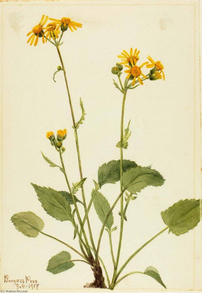 Ragwort (senecio Burkei) — Mary Vaux Walcott