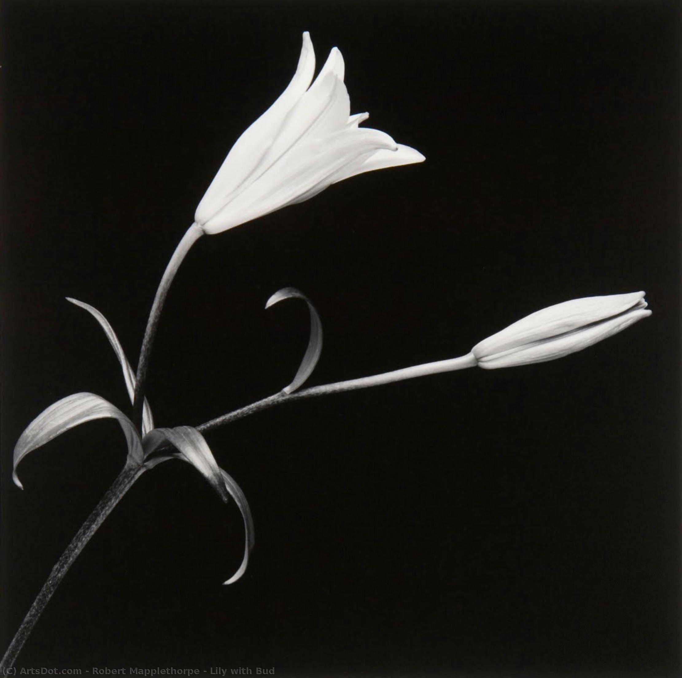 Lily With Bud — Роберт Мэпплторп