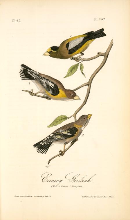 Evening Grosbeak. 1. Male. 2. Female. 3. Young Male. (ground Hemlok. Taxus Canadensis.) — John James Audubon