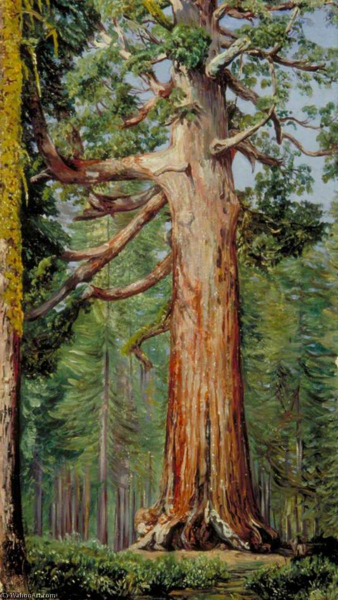 Der 'great Grisly' Mammutbaum Des Mariposa Grove — Marianne North