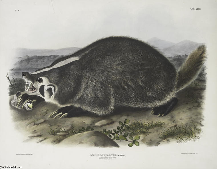 Meles Labradoria, American Badger. Natural Size — John James Audubon