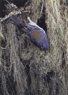 Northern Parula Warbler, Female — Eliot Porter