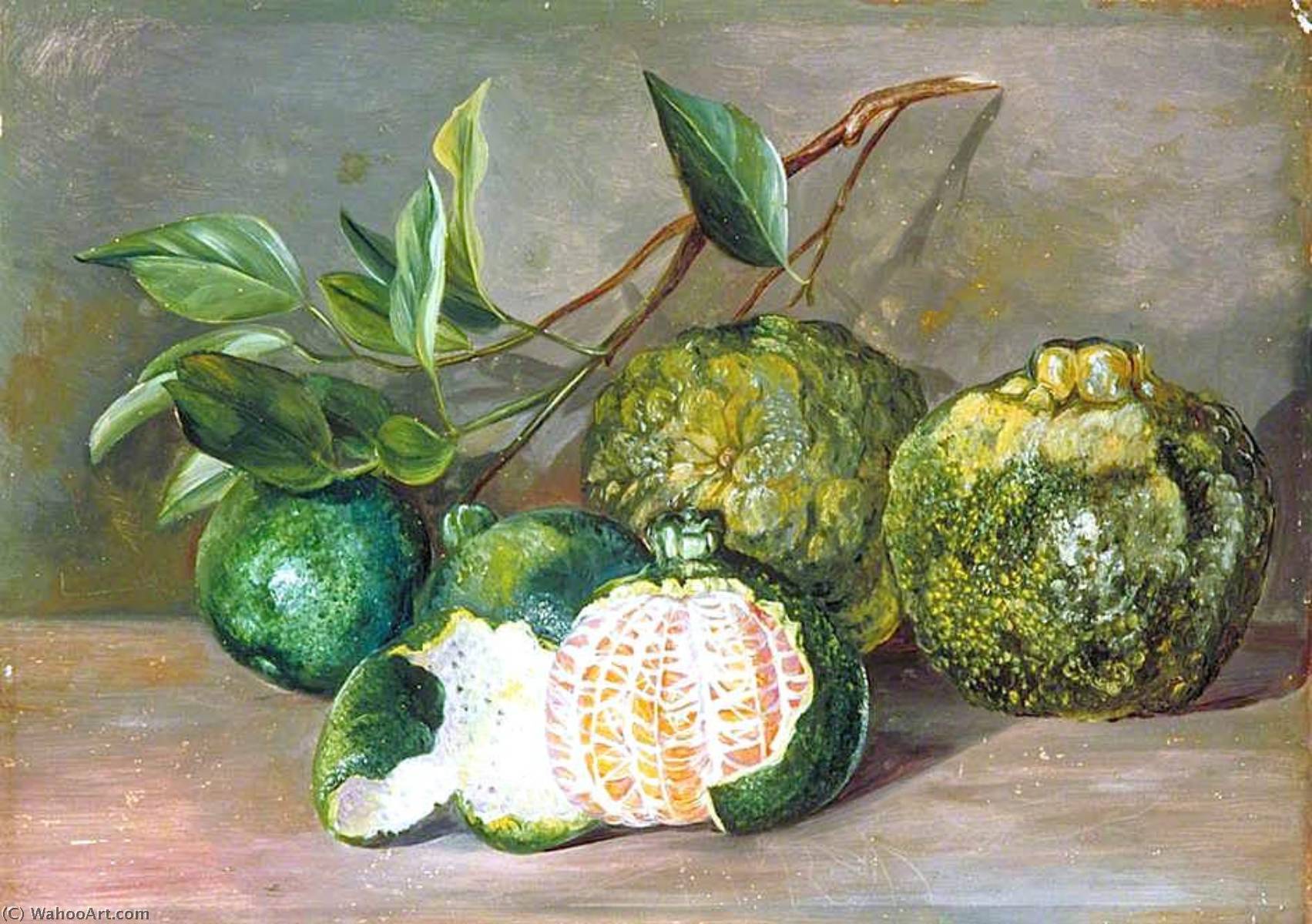 Loose Skinned Orange Of Colombo, Ceylon — Marianne North