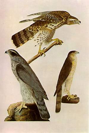 Accipiter Cooperi — ジョン・ジェームズ・オーデュボン