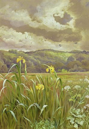 Irises And Cow Parsley — Charles Robertson
