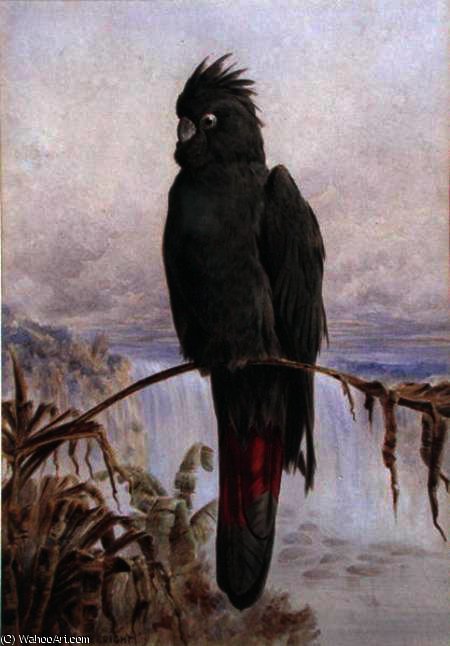 Australian Red-tailed Black Cockatoo — Henry Bright