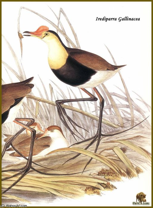 Jacana _cr_te — John Gould