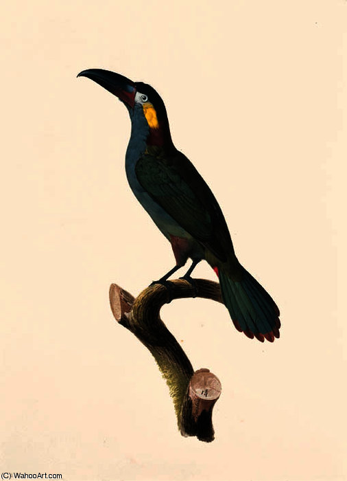 Selenidera Culik — ジャック・バラバン