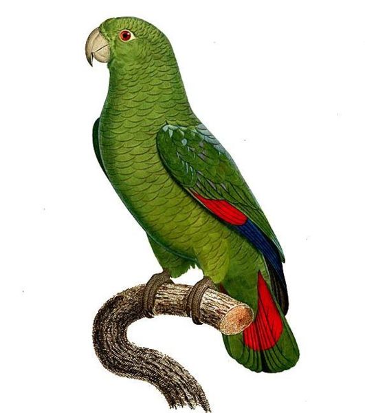Amazona Agilis — ジャック・バラバン